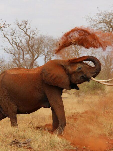 African Reserve of Sigean | Activity | Villa Soleil