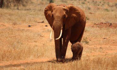 Activity: African Reserve Sigean: Elephant