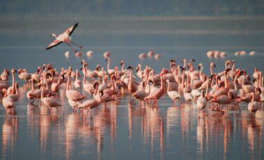 Activity: African Reserve Sigean: Flamingos