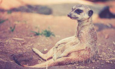 Activity: African Reserve Sigean: Meerkat