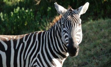 Activity: African Reserve Sigean: Zebra